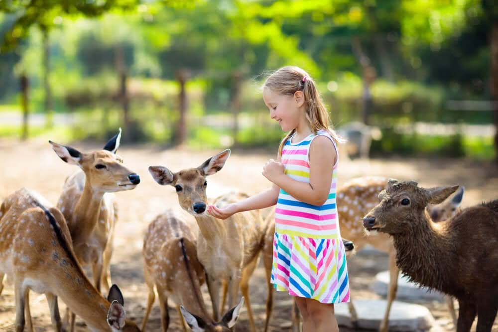 Featured image for “Say Hello to Animals at the Wisconsin Dells Deer Park”